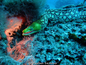 leopard eel by Stephen Seymour 